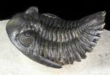 Flying Hollardops Trilobite - Great Eyes #46272-2